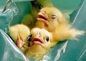 بعد الإفراج عن آلآف الأطنان من الأعلاف.. متى تنتهى أزمة الدواجن؟