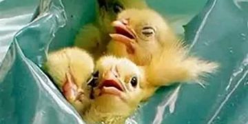 بعد الإفراج عن آلآف الأطنان من الأعلاف.. متى تنتهى أزمة الدواجن؟