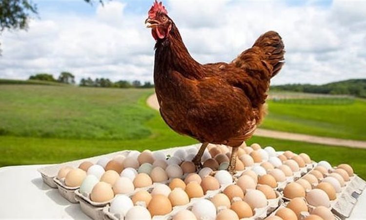 أسعار الدواجن والبيض بالاسواق اليوم