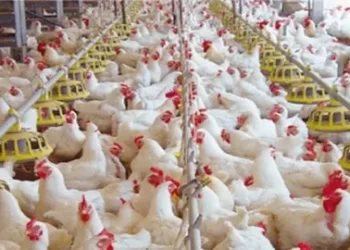 أسعار الدواجن والبيض بالأسواق اليوم