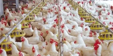 أسعار الدواجن والبيض بالأسواق اليوم