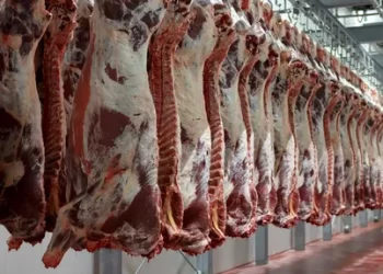 أسعار اللحوم اليوم بمعارض”أهلا رمضان” ومنافذ الزراعة ..تعرف عليها