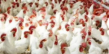 ارتفاع أسعار الدواجن البيضا اليوم
