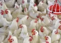 بورصة الدواجن،استقرار في أسعار الدواجن اليوم