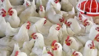 بورصة الدواجن،استقرار في أسعار الدواجن اليوم