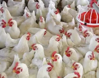 بورصة الدواجن،استقرار في أسعار الدواجن اليوم