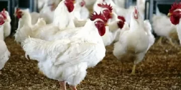 بورصة الدواجن،استقرار في أسعار الدواجن اليوم
