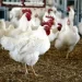 بورصة الدواجن،استقرار في أسعار الدواجن اليوم