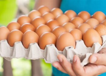 شعبة بيض المائدة : ارتفاع أسعار الخامات يُنذر بكارثة في الصناعة الاستراتيجية