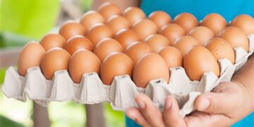 شعبة بيض المائدة : ارتفاع أسعار الخامات يُنذر بكارثة في الصناعة الاستراتيجية