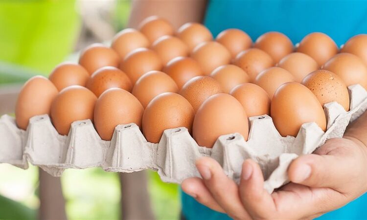 شعبة بيض المائدة : ارتفاع أسعار الخامات يُنذر بكارثة في الصناعة الاستراتيجية