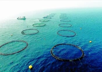 المصري للتأمين يرصد تغطيات التأمين على المزارع السمكية