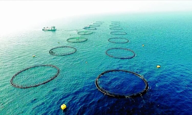 المصري للتأمين يرصد تغطيات التأمين على المزارع السمكية