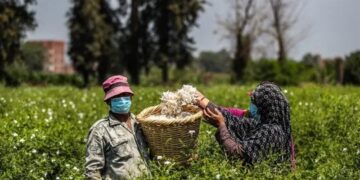 إتحاد الشركات: التأمين ركيزة استراتيجية لدعم الزراعة الذكية