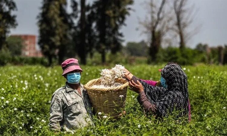 إتحاد الشركات: التأمين ركيزة استراتيجية لدعم الزراعة الذكية