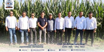 “دالتكس” تكشف عن أداء استثنائي للذرة الهجينة ديكالب 6919 في تجربة ميدانية حقيقية