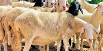 توسع غير مسبوق للإفادة من لحوم الأضاحي بموسم حج 1446هـ