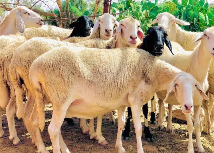 توسع غير مسبوق للإفادة من لحوم الأضاحي بموسم حج 1446هـ