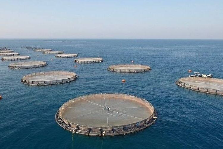 بمشاركة دولية.. عُمان تستضيف الدورة الـ13 للهيئة الإقليمية لمصايد الأسماك