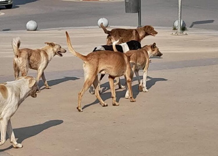 نقيب الفلاحين: مصر تضم 11 مليون كلب ضال “ذكي ووفي”