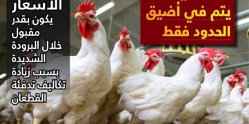  الزراعة:لا مبرر لارتفاع أسعار الكتاكيت والدواجن في الأسواق