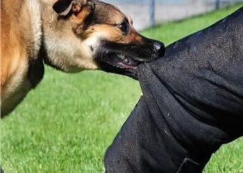 محافظة الجيزة تخصص 32 مركزًا للوقاية من عقر الكلاب الضالة والحيوانات