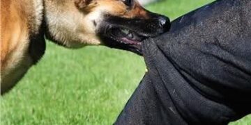 محافظة الجيزة تخصص 32 مركزًا للوقاية من عقر الكلاب الضالة والحيوانات