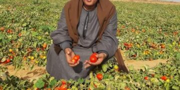 نقيب الفلاحين يتوقع ارتفاع أسعار الطماطم لـ15 جنيهاً