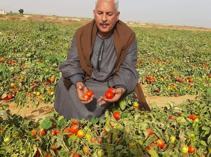 نقيب الفلاحين يتوقع ارتفاع أسعار الطماطم لـ15 جنيهاً