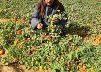 “نقيب الفلاحين” ارتفاع أسعار الطماطم ليس له علاقة بحرب إيران