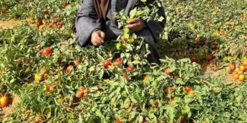 “نقيب الفلاحين” ارتفاع أسعار الطماطم ليس له علاقة بحرب إيران