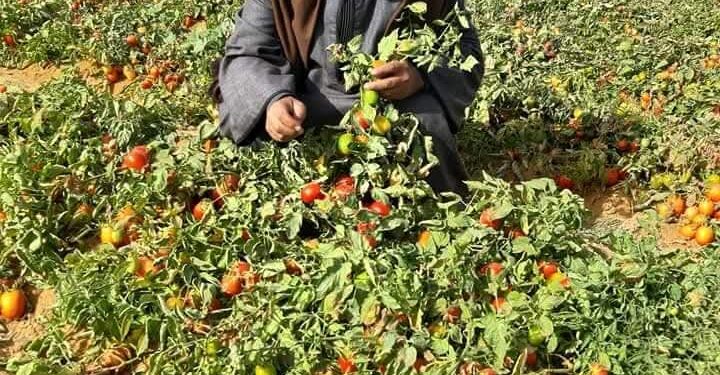 “نقيب الفلاحين” ارتفاع أسعار الطماطم ليس له علاقة بحرب إيران