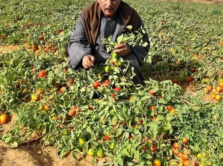 “نقيب الفلاحين” ارتفاع أسعار الطماطم ليس له علاقة بحرب إيران