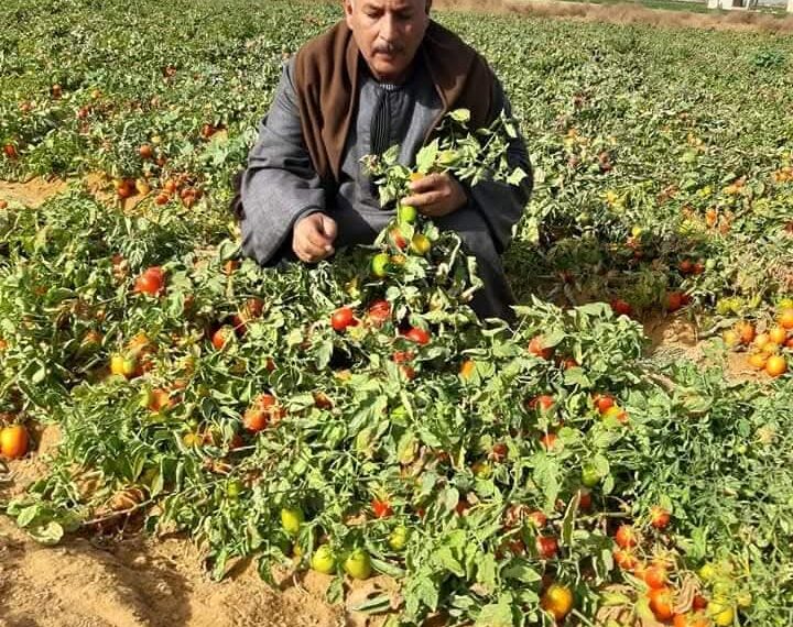 “نقيب الفلاحين” ارتفاع أسعار الطماطم ليس له علاقة بحرب إيران
